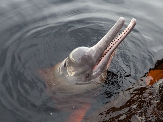 アマゾンでピラニア釣り＆先住民族の集落訪問！ネグロ川半日ツアー＜混載／半日／昼食／英語ガイド／マナウス発＞