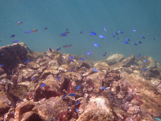 オヤビッチャとそらすずめ