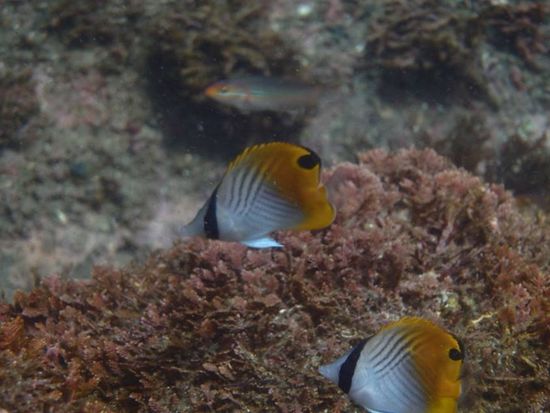トゲチョウチョウウオ