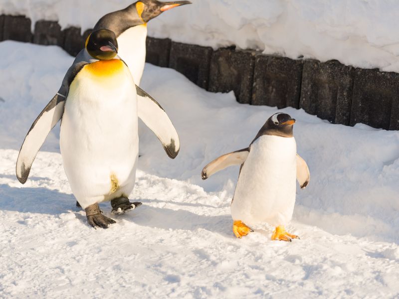 Japan_Hokkaido_Asahiyama_Zoo_Penguins_shutterstock