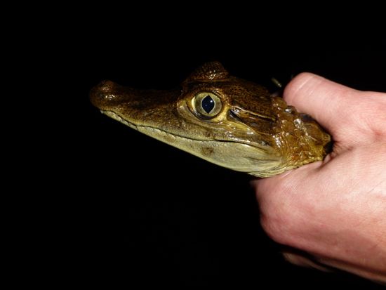 秘境・アマゾンに迫る 1泊2日ジャングル探検ツアー*ジャングルロッジ泊＜混載／朝食／昼食／夕食／英語ガイド／空港お送り可／マナウス発＞
