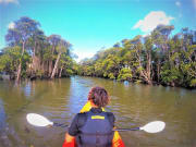 kayaking in okinawa surrounded by mangroves