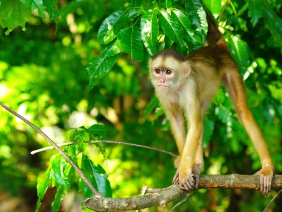 先住民族の伝統文化に触れる！インディアンの村訪問＆二河川合流地点 アマゾン川1日クルーズツアー＜混載／昼食／英語ガイド／マナウス発＞