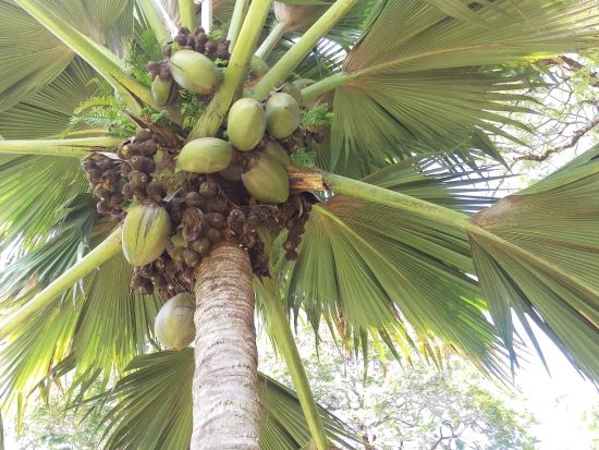 インド洋の宝石セーシェル！最大の島・マヘ島を周る1日観光ツアー＜英語ガイド／混載or専用車／マヘ島発＞