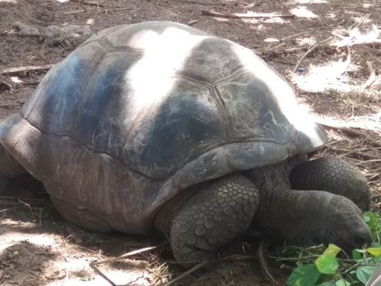 インド洋の宝石セーシェル！最大の島・マヘ島を周る1日観光ツアー＜英語ガイド／混載or専用車／マヘ島発＞
