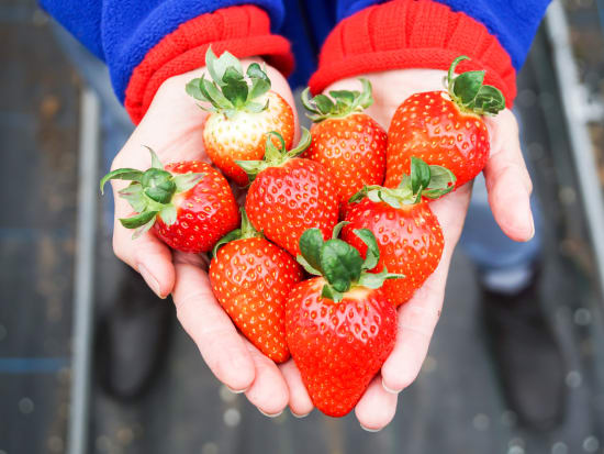 Pick luscious strawberries this winter