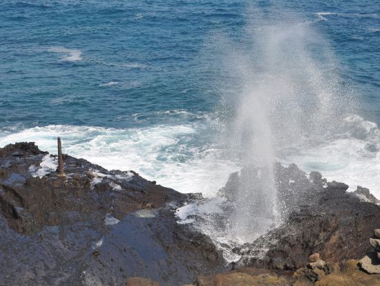 オアフ島1日周遊観光　この木なんの木やドールプランテーション、ハレイワタウンなど名所を効率良く巡る！ガーリックシュリンプのランチ付き（混載プランのみ）