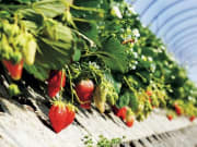 Strawberry Farm in Shizuoka