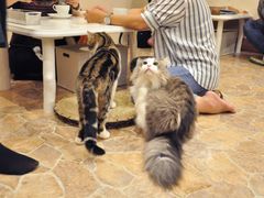 動物カフェ巡り14_03