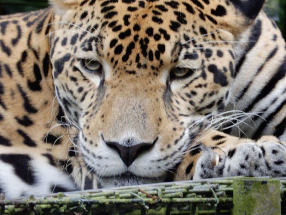 ベリーズ動物園日帰り観光ツアー 日本語または英語ガイド ベリーズシティ発 ベリーズの観光 オプショナルツアー専門 Veltra ベルトラ