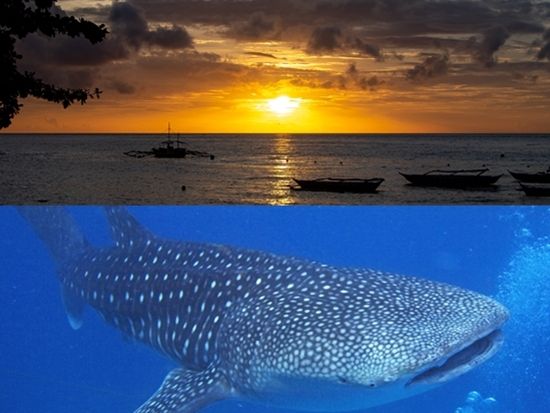 早朝出発！ジンベイザメシュノーケリングツアー　選べるスミロン島上陸付きプランあり！＜日本語ガイド／送迎＞