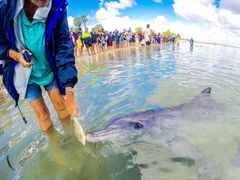 Monkey Mia dolphins