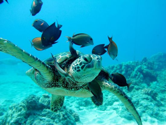 サンセットシュノーケリング・クルーズ　ハワイアンディナー＆アルコール4杯付き＜ワイキキ地区ホテル送迎あり／英語スタッフ／コオリナ発＞