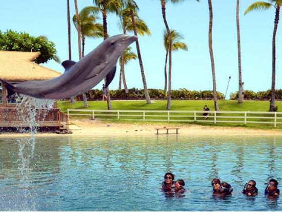 ドルフィン・クエスト　イルカと触れ合えるプログラムが充実！キッズ向けプログラム＜ヒルトン・ワイコロア・ビレッジ内＞