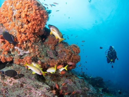 ファンダイビング お姫様・殿様ダイブ！年中マンタに会えるヌサ・ぺニダ、沈船など＜ビーチ or ボート／2ダイブ＞by ポニ・ダイバーズ・バリ