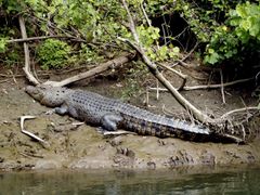 Daintree River Cruise crocodile