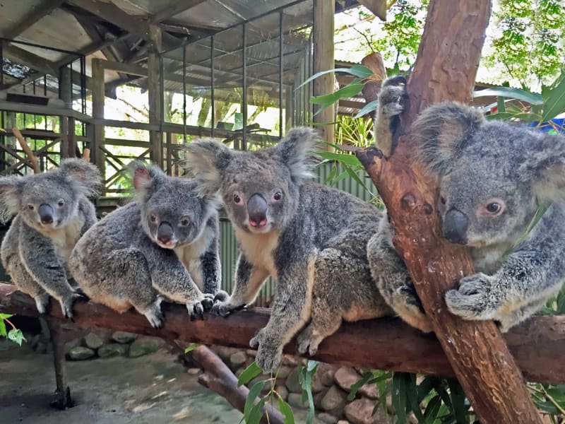 Rainforestation Koala & Wildlife Park cute koalas