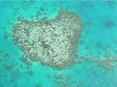 Arlington Reef (Koala Reef)
