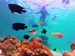 snorkel1