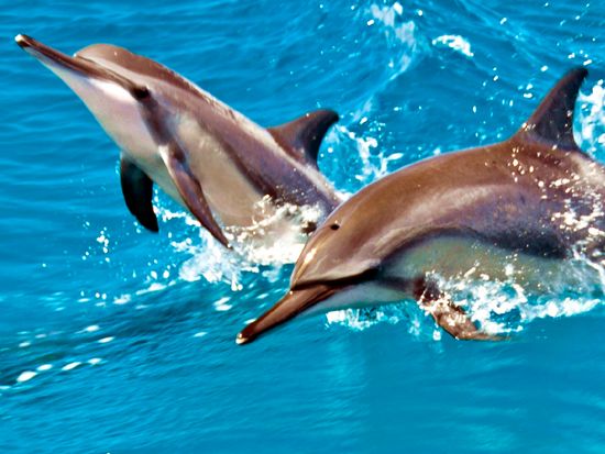 イルカツアー04