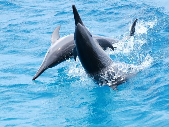 イルカツアー08