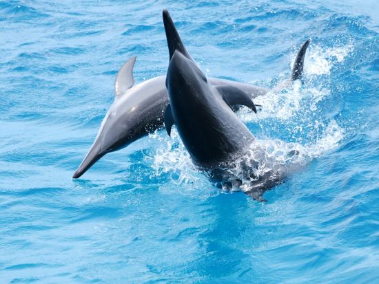 イルカウォッチングクルーズ　海の世界がのぞける海中展望塔&ランチ付きプランあり！＜英語ガイド／送迎付き＞ by フィッシュアイマリンパーク