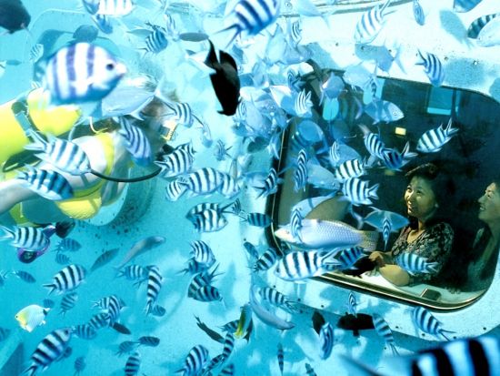 イルカウォッチングクルーズ　海の世界がのぞける海中展望塔&ランチ付きプランあり！＜英語ガイド／送迎付き＞ by フィッシュアイマリンパーク