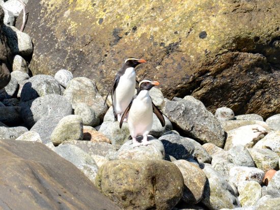 世界遺産フィヨルドランド国立公園 ミルフォードサウンド 大自然の中に停泊するクルーズ船で過ごす1泊2日ツアー＜10～4月限定／クイーンズタウン発着＞