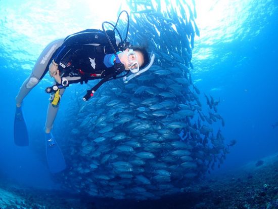 ジンベイザメファンダイビングツアー　ギンガメアジも狙う！オスロブ+スミロン島+ツマログの滝＜ボート／2ダイブ／昼食／日本語ガイド／送迎＞