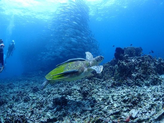 ジンベイザメファンダイビングツアー　ギンガメアジも狙う！オスロブ+スミロン島+ツマログの滝＜ボート／2ダイブ／昼食／日本語ガイド／送迎＞