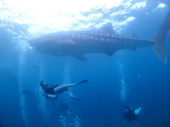 ジンベイザメファンダイビングツアー　ギンガメアジも狙う！オスロブ+スミロン島+ツマログの滝＜ボート／2ダイブ／昼食／日本語ガイド／送迎＞
