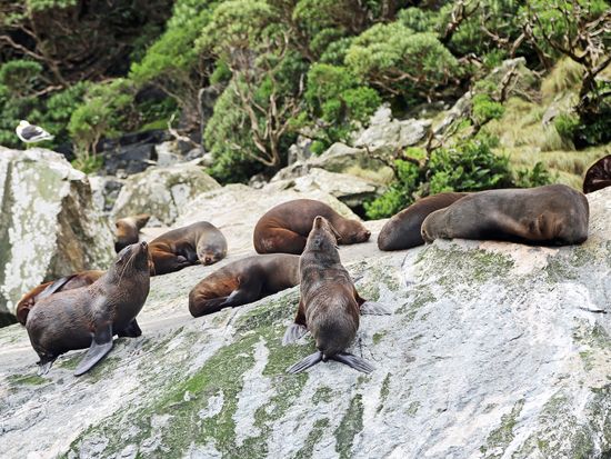 New_Zealand_Fiordland_Milford_Sound_seals_shutterstock_686370823