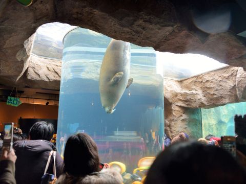 札幌発 日帰りバスツアー 旭山動物園＋青い池＋ファーム富田etc. 昼食は旭山動物園での自由食＜5～6月／1名から催行／札幌市内発着＞