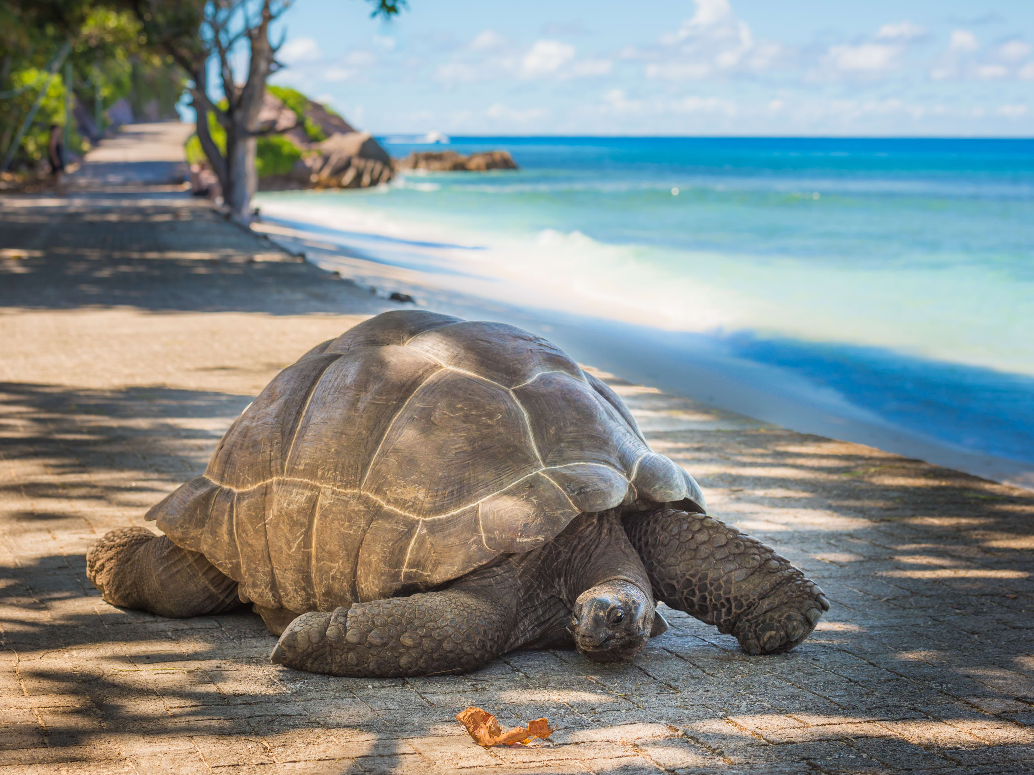 インド洋の宝石セーシェル マヘ島ディスカバリー 半日観光ツアー 英語ガイド 混載 マヘ島発 セーシェルの観光 オプショナルツアー専門 Veltra ベルトラ