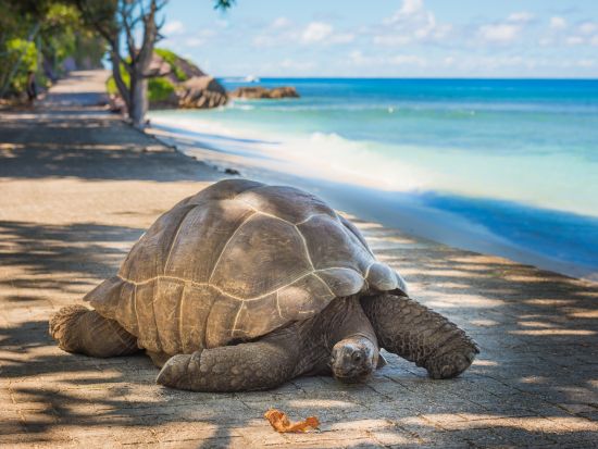 インド洋の宝石セーシェル！マヘ島ディスカバリー☆半日観光ツアー＜英語ガイド／混載／マヘ島発＞