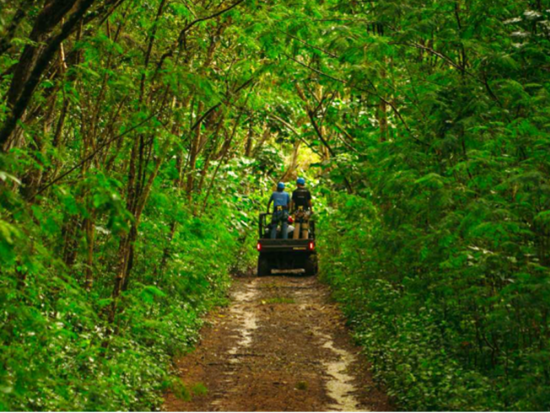 クライムワークス・ケアナファーム　ジップライン体験（3時間）　オアフ島最長800メートルのラインでノースショアの大自然と絶景を満喫！送迎付きプランあり＜7本＞