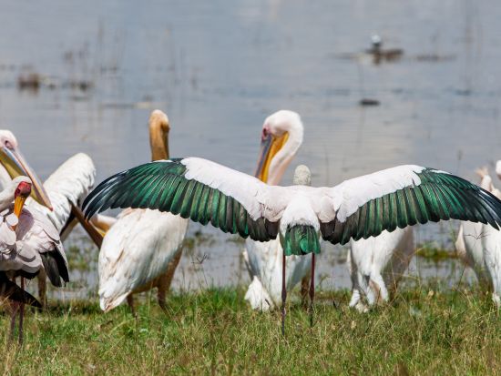 ナイバシャ湖観光＜混載または貸切／英語ガイド／昼食付／ナイロビ発＞