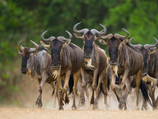 【ナイロビ発着 2泊3日】マサイ・マラ国立保護区サファリ3日間＜混載or貸切／食事付／日本語オプション／市内ホテルor空港送迎＞