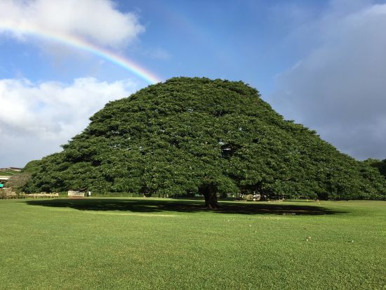 バン貸切チャーター　広々とした高級車ベンツのバン利用！貸切ガイドがご案内するオーダーメイドツアー＜1～14名／6～10時間／日本語ガイド＞