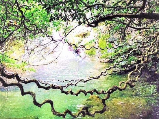 マングローブカヌー＆モダマの滝散策ツアー　世界自然遺産奄美の大自然を満喫　3歳から参加OK！動画撮影無料プレゼント＜半日／住用町＞