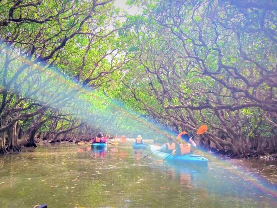 マングローブカヌー＆モダマの滝散策ツアー　世界自然遺産奄美の大自然を満喫　3歳から参加OK！動画撮影無料プレゼント＜半日／住用町＞