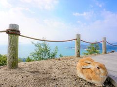 shutterstock_1255011958