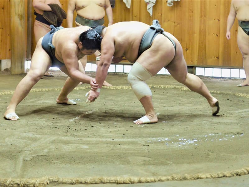 sumo wrestling morning practice viewing in Tokyo