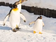Japan_Hokkaido_Asahiyama_Zoo_Penguins_shutterstock_435309004