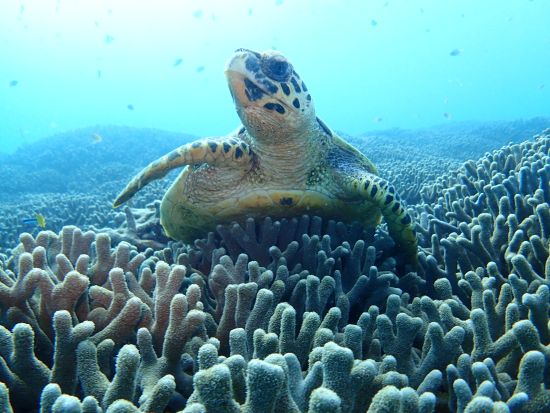 水納島ボートシュノーケリング 冬季限定！夏よりも透き通った綺麗な海を大満喫！4KカメラGoPro撮影データ 無料ダウンロード付き＜11～3月／本部町発＞