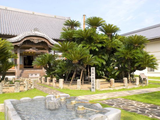 別府市内発着貸切観光タクシー　4～5時間プラン 日本一の大ソテツ！日出松屋寺＆個性的なサンドイッチ型杵築城城下町めぐり＜最大9名乗車可＞by トラベルネット