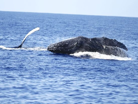 ホエールウォッチ　ハワイの伝統文化に触れるセレモニー「エ・ホ・マイ」やミニフラダンス鑑賞　軽食付き＜ワイキキ送迎可／12/1～3/31＞