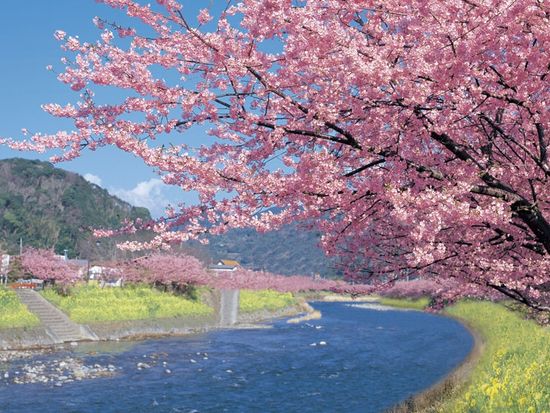 Tokyo japan buffet coupon