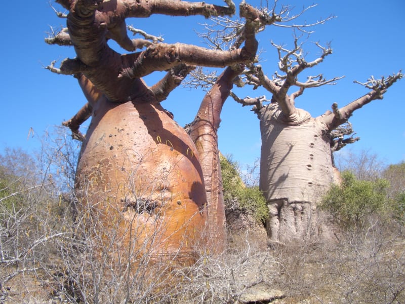 Baobab_in_Morombe_&_Andavadaoka