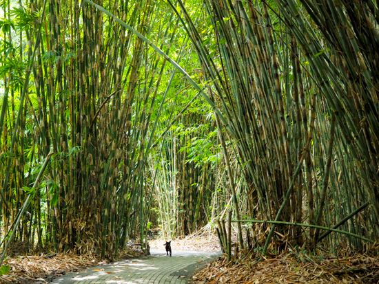 10.penglipuran_P6282575